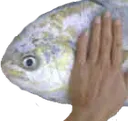 patpat patpat