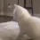 DanceCat