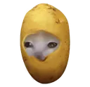 potatocat