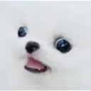 doggo doggo