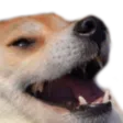doggokek