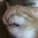catwhy