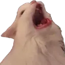 aaaaacat aaaaacat