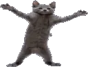 cat cat