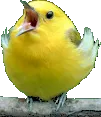Birb