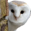 owlpeek