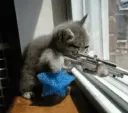 snipercat