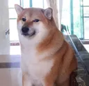 WiseDoge Discord Emoji
