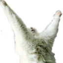 catPraise Discord emoji