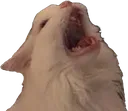 catScream catScream