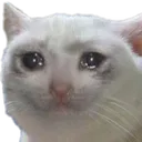sadcat Discord Emoji
