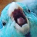 birb Discord emoji
