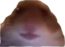 Hamster