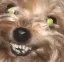 Chatsdoggo