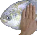 ItemBubulle