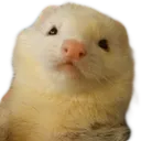 ItemWeirdFuret