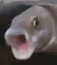 pogfish