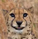 Cheetah