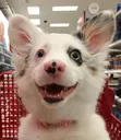 Doggo