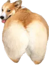 Shakedatass Shakedatass
