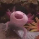 happyaxelotl happyaxelotl