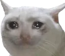 Sadcat2a2