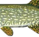 pike3