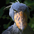 shoebill
