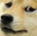 dogesad