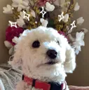 noel1