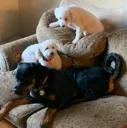 pups