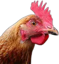 emoteSlamchicken