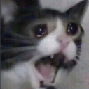 catmeme Discord emoji