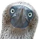BlueFootedBooby