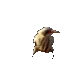 oiseau_pas_content