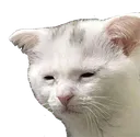 catsad