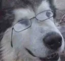 dogtor