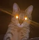 misslain
