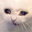 c_CatBigCry Discord emoji