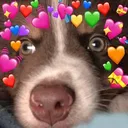 DogsOfDiscord_3_ArchieWholesome DogsOfDiscord_3_ArchieWholesome