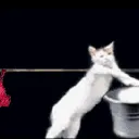 CatBeDoingTheLaundry CatBeDoingTheLaundry