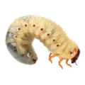 grub