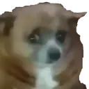 dogwhat2