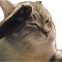 CatSalute
