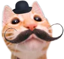 sircatto sircatto