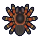 tarantula