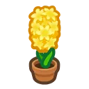 hyacinth
