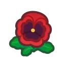 pansy