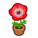 windflower