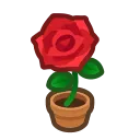 rose